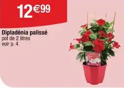 Cora x Carrefour Dipladenia palissé offre