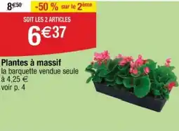 Cora x Carrefour Plantes à massif offre
