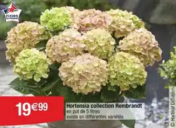 Cora x Carrefour Hortensia collection rembrandt offre