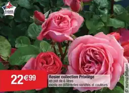 Cora x Carrefour Rosier collection privilège offre