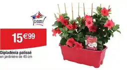 Cora x Carrefour Dipladénia palissé offre