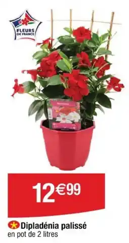 Cora x Carrefour Dipladenia palissé offre