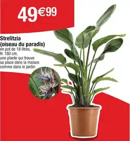 Cora x Carrefour Strelitzia oiseau du paradis offre
