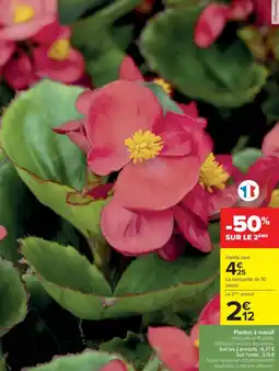 Cora x Carrefour Plantes à massif offre