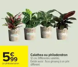 Cora x Carrefour Calathea ou philodendron offre