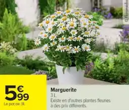 Cora x Carrefour Marguerite offre