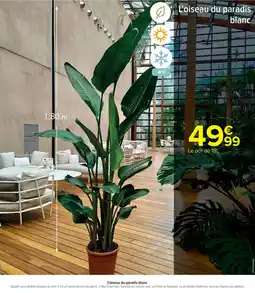 Cora x Carrefour L'oiseau du paradis blanc offre