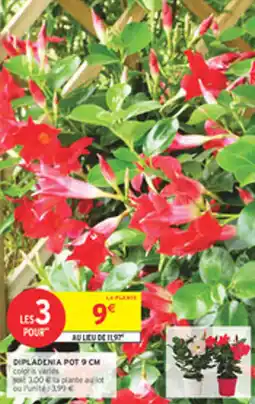 Intermarché Drive Dipladenia pot offre