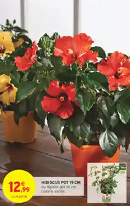 Intermarché Drive Hibiscus pot offre