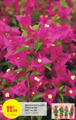 Intermarché Drive Bougainvillier pyramide pot 14 cm offre