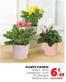 Hyper U Plante fleurie offre