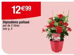 Carrefour Dipladénia palissé offre
