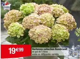 Carrefour Hortensia collection Rembrandt offre