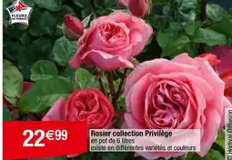 Carrefour Rosier collection Privilège offre