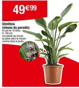 Carrefour Strelitzia (oiseau du paradis) offre