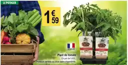 Tridôme Plant de tomate offre