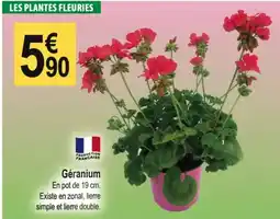 Tridôme Géranium offre