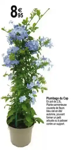 TridĂŽme Plumbago du Cap offre