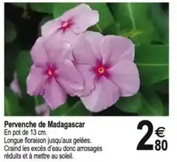 Tridôme Pervenche de Madagascar offre