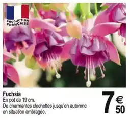 Tridôme Fuchsia offre
