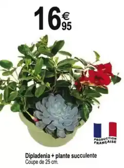 Tridôme Dipladenia + plante succulente Coupe de 25 cm. offre
