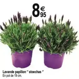 Tridôme Lavande papillon " stoechas “ offre