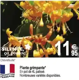 Tridôme Plante grimpante offre