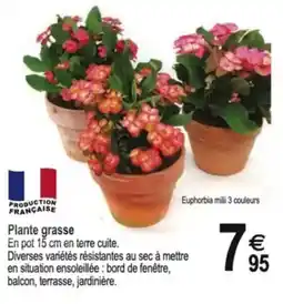 Tridôme Plante grasse offre
