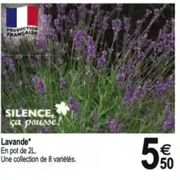 Tridôme Lavande offre