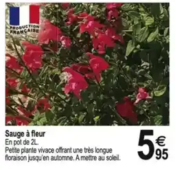Tridôme Sauge à fleur offre