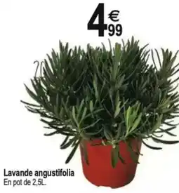 Tridôme Lavande angustifolia offre