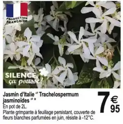 TridĂŽme Jasmin d'Italie "Trachelospermum jasminoĂŻdes offre