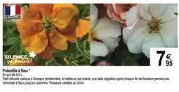 Tridôme Potentille à fleur offre