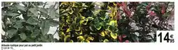 TridĂŽme Arbuste rustique pour pot ou petit jardin offre