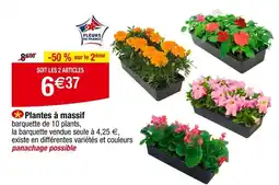 Carrefour Fleurs de France Plantes à massif offre