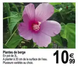 Tridôme Plantes de berge offre