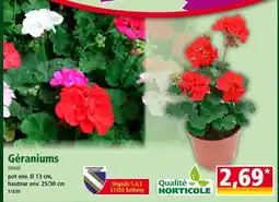 Norma Géraniums zonal offre