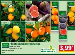 Norma FINEST GARDEN Plante méditerranéenne offre