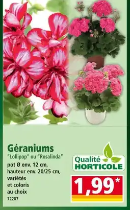 Norma Géraniums Lollipop ou Rosalinda offre