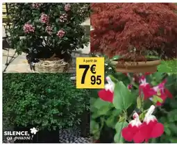 Tridôme Plantes pour pots ou petits espaces offre
