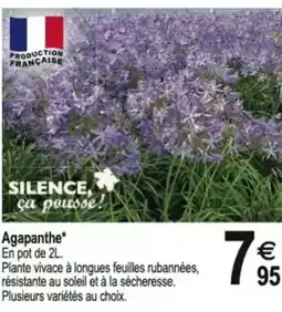 Tridôme Agapanthe offre