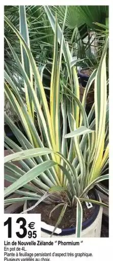 TridÎme Lin de Nouvelle Zélande "Phormium " offre