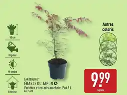 ALDI Érable du japon offre