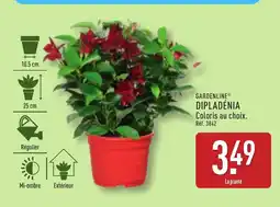 ALDI Dipladénia offre