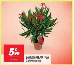 Netto Laurier rose pot offre