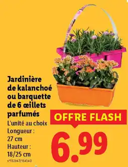 Lidl Jardinière de kalanchoé ou barquette de 6 œillets parfumés offre