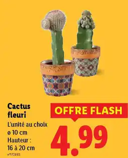Lidl Cactus fleuri offre