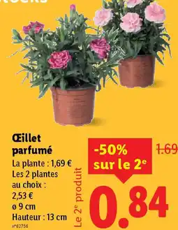 Lidl Œillet parfumé offre
