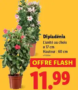 Lidl Dipladénia offre
