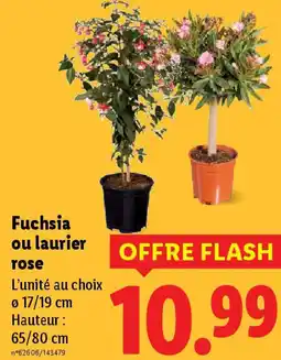 Lidl Fuchsia ou laurier rose offre
